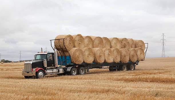 istock Truck Hauling Straw Bales In Field 183045965
