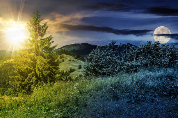 istock fir tree on a meadow in mountains landscape with sun and moon at twilight 1830461839