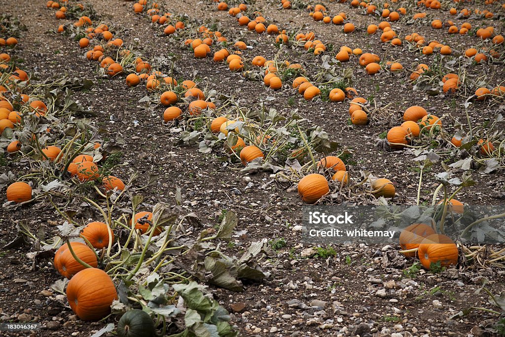 Rows of pumpkins in a field "Rows of pumpkins in a field. With very dry soil and rather wizened leaves, on a very dull day." Above Stock Photo