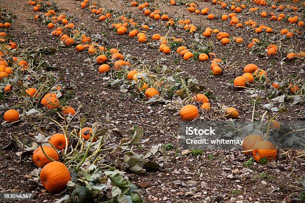 Rows Of Pumpkins In A Field Stock Photo - Download Image Now - Above, Agricultural Field, Agriculture