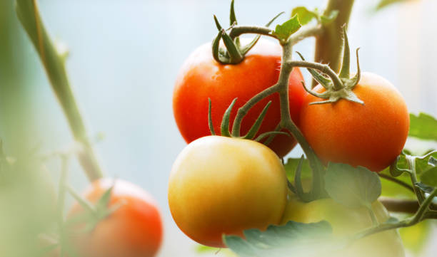 istock Branch with ripe tomatoes in a greenhouse. 1830464847