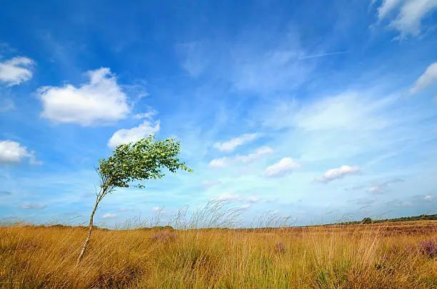 Small birch tree in strong wind. Heath landscape in The Netherlands.