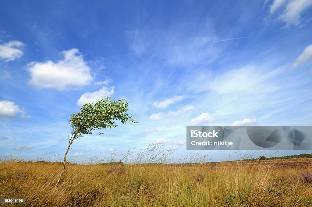 Lonesome árvore levado pelo vento - Foto de stock de Vento royalty-free