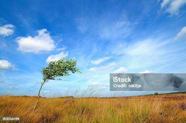 Foto de Lonesome Árvore Levado Pelo Vento e mais fotos de stock de Vento - Vento, Árvore, Bétula