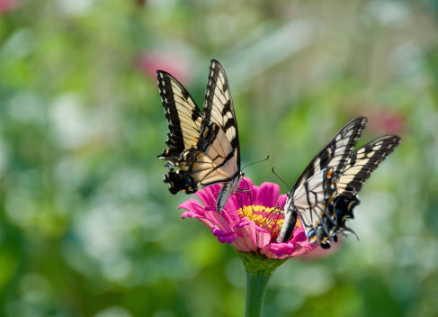 two swallowtail butterflies are on a pink zinnia flower