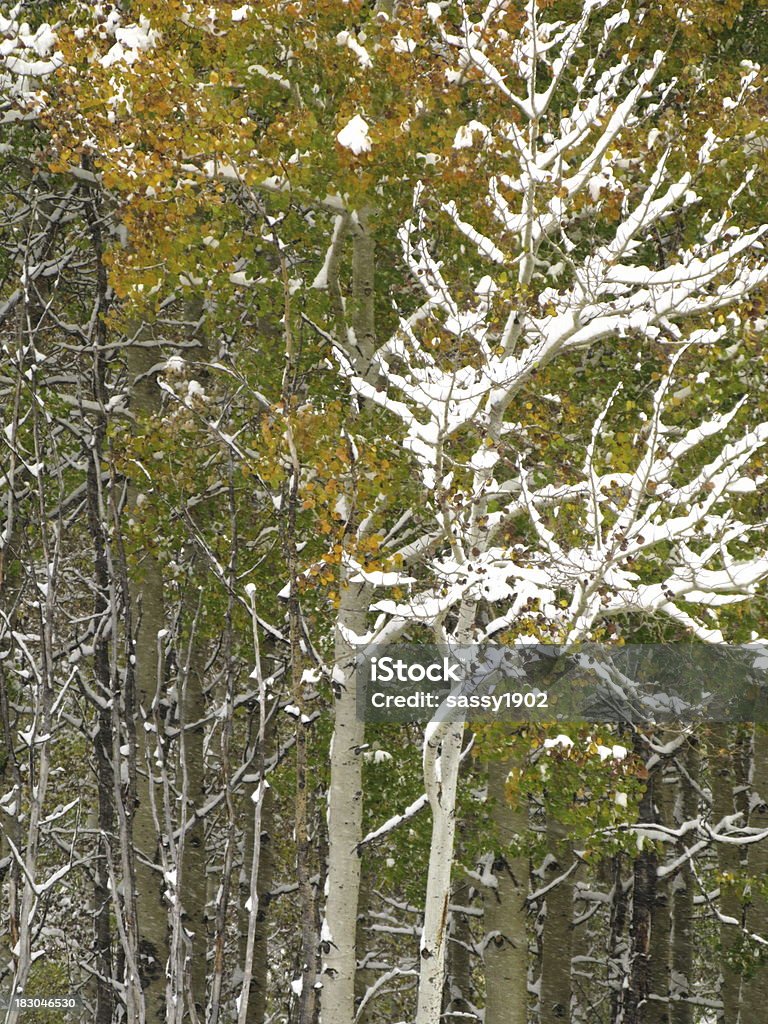 Zima Aspen Tree śniegu - Zbiór zdjęć royalty-free (Baldachim drzew)