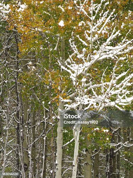 Zima Aspen Tree Śniegu - zdjęcia stockowe i więcej obrazów Baldachim drzew - Baldachim drzew, Barwne tło, Bez ludzi