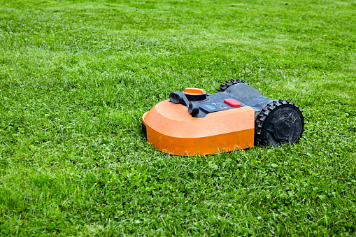 Robot lawn mower cuts green grass on the lawn.