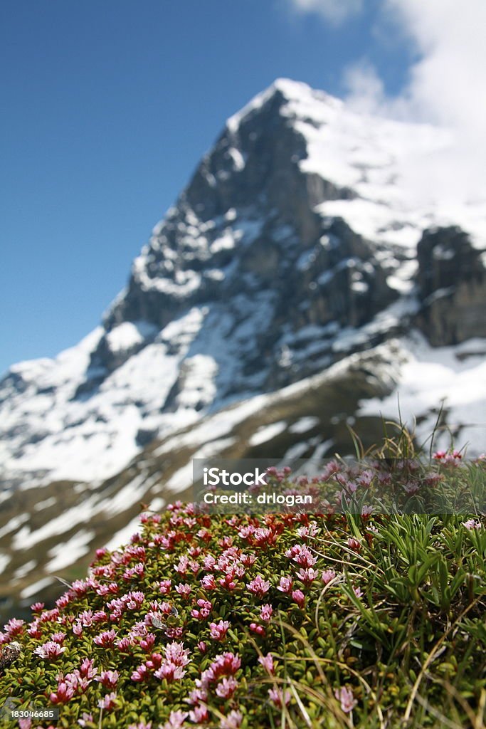 Eiger, North Face, avec des fleurs - Photo de Alpes européennes libre de droits