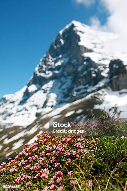 Photo libre de droit de Eiger North Face Avec Des Fleurs banque d'images et plus d'images libres de droit de Alpes européennes - Alpes européennes, Alpes suisses, Alpinisme