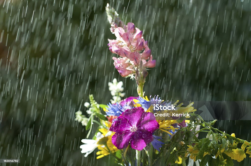 Bunte wilder Blumen im Regen - Lizenzfrei Baumblüte Stock-Foto