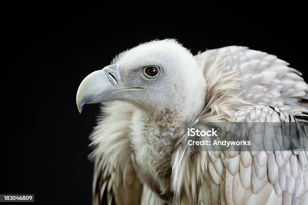 Himalayan Griffon Vulture Stockfoto und mehr Bilder von Einzelnes Tier - Einzelnes Tier, Fotografie, Freisteller – Neutraler Hintergrund