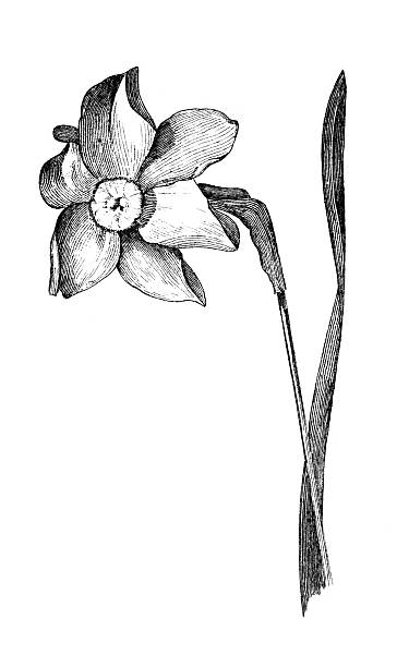 с 19-го века гравировка с нарцисс - antique old fashioned daffodil single flower stock illustrations