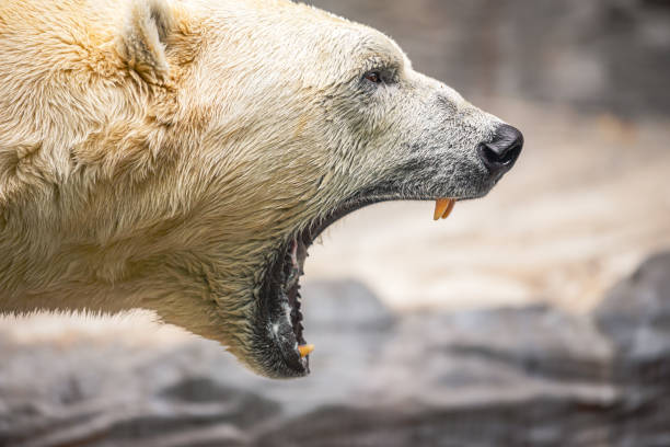 eine nahaufnahme eines brüllenden eisbären. - polar bear bear white close up stock-fotos und bilder