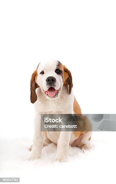 귀여운 세인트버나드 강아지 흰색 바탕에 그림자와 강아지-어린 동물에 대한 스톡 사진 및 기타 이미지 - 강아지-어린 동물, 미소, 흰색 배경