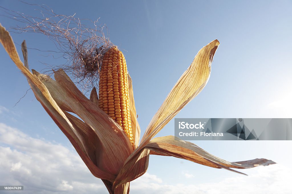 Corn on the cob Ear of corn on sky. Agriculture Stock Photo
