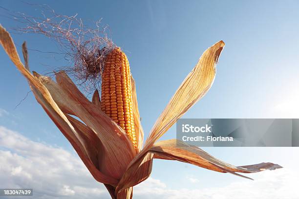 Corn On The Cob Stock Photo - Download Image Now - Agriculture, Cereal Plant, Close-up