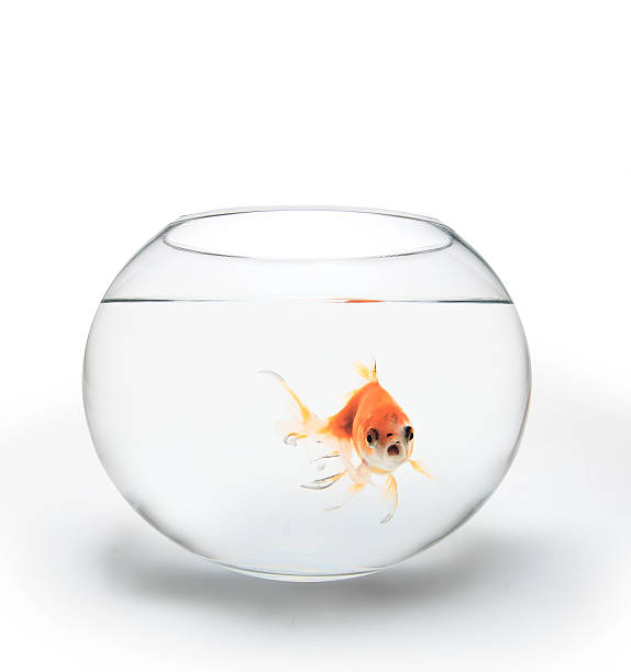 istock Red fish in a glass bowl looking at you 183047483