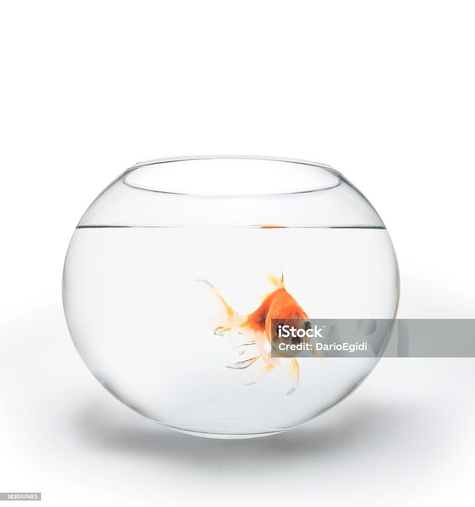 Red fish in a glass bowl looking at you red fish (Carassius Auratus) swiming solitary Fishbowl Stock Photo