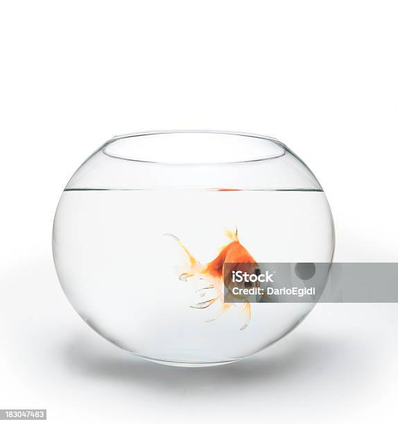 Red Fish In A Glass Bowl Looking At You Stock Photo - Download Image Now - Fishbowl, White Background, Redfish