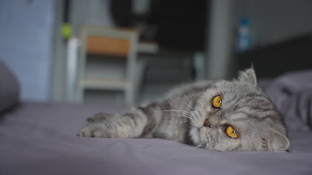 Scottish Fold cat lying on the bed.