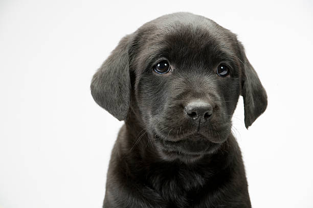 A black labrador puppy exploring a vivid green yard in the sunlight.