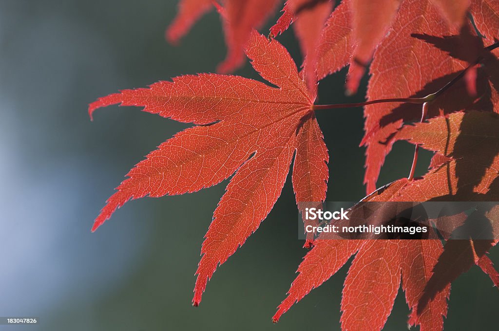 Red maple folhas - Royalty-free Ao Ar Livre Foto de stock