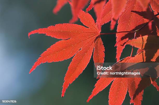 Red Maple Folhas - Fotografias de stock e mais imagens de Ao Ar Livre - Ao Ar Livre, Beleza natural, Claro