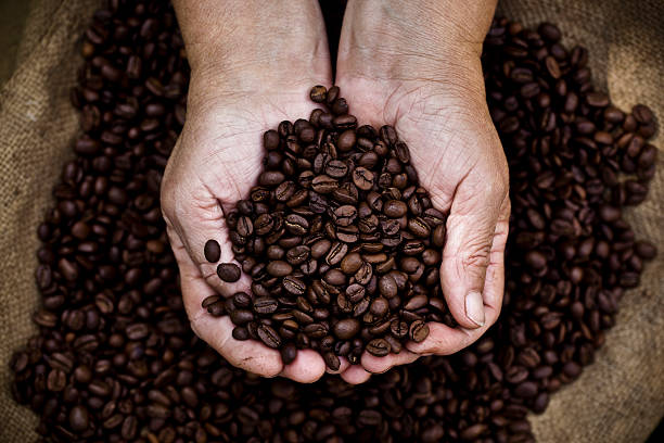 mãos segurando grãos de café em forma de concha - coffee bag sack bean - fotografias e filmes do acervo