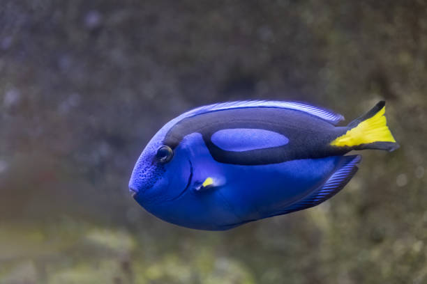 istock Flagtail Surgeonfish Paracanthurus Hepatus 1830482606