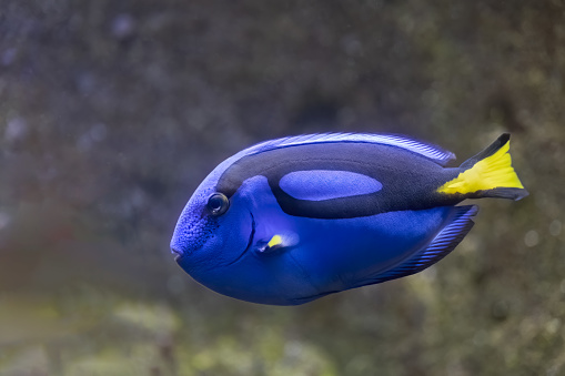 Flagtail Surgeonfish - Paracanthurus hepatus, other names: regal tang, palette surgeonfish, blue tang, hippo tang, marine fish in the family Acanthuridae, Indo-Pacific region.