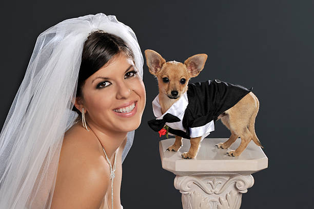 Bride and her doggy groom portrait of a smiling bride and her dog who is wearing a tuxedo. Studio shot.Please see this similar picture from my portfolio: dog tuxedo stock pictures, royalty-free photos & images