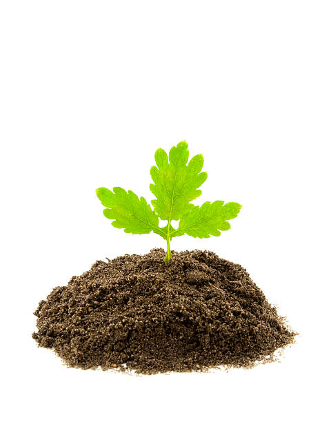 istock Growing plant with leaves 183048413