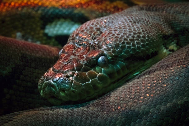 istock Close up portrait of a python, a non-venomous snake lying in the dark 1830484211