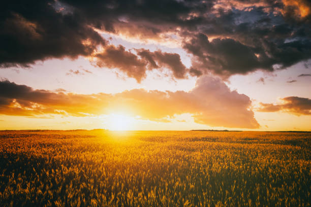 istock Sunset or dawn in a rye or wheat field with a dramatic cloudy sky during summertime. Aesthetics of vintage film. 1830484219