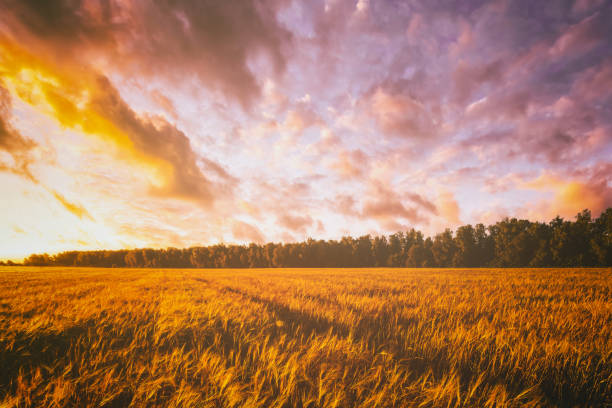 istock Sunset or dawn in a rye or wheat field with a dramatic cloudy sky during summertime. Aesthetics of vintage film. 1830484234