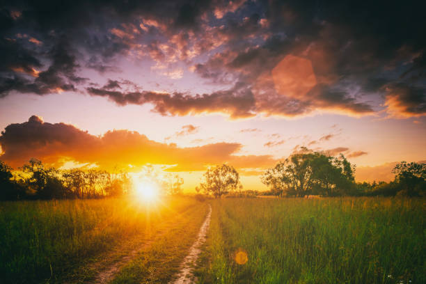 istock Sunset in a field with willows, sunbeams shining through them and cloudy sky background in summer. Vintage film aesthetic. 1830484244