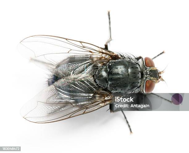 Fly Foto de stock y más banco de imágenes de Mosca doméstica - Mosca doméstica, Ala de animal, Animal