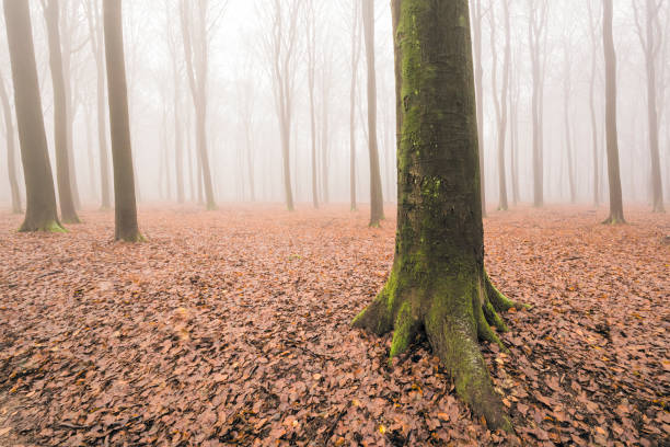 Beech tree forest during a foggy winter morning with some snow on the forest floor of the Speulderbos in the Veluwe nature reserve. The forest ground is covered with brown fallen leaves and the path is disappearing in the distance. The fog is giving the forest a desolate and mppdy atmosphere.