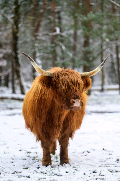 istock Scottish Highlander cattle in the snow during winter 1830485326