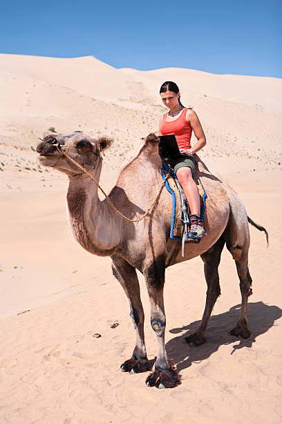 istock Young woman using a laptop on the camel 183048576