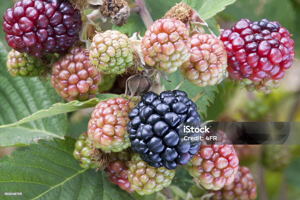 Blackberry makro-uprawiane w naturze - Zbiór zdjęć royalty-free (Austria)