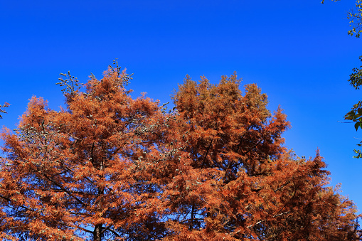The leaves of metasequoia in beautiful autumn colors