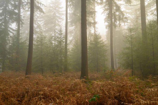 Snowy pine tree forest during a cold and misty winter morning in the Speulderbos forest in the Veluwe Nature reserve, Gelderland, The Netherlands. There is some snow on the pine trees and a bit of fog in the distance during this cold winter morning.