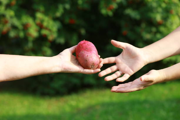 Hands reach for food.Helping those in need