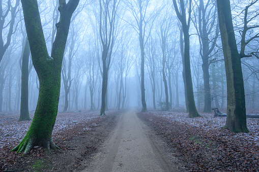Footpath in a beech tree forest during a foggy winter morning with some snow on the forest floor of the Speulderbos in the Veluwe nature reserve. The forest ground is covered with brown fallen leaves and the path is disappearing in the distance. The fog is giving the forest a desolate and mppdy atmosphere.