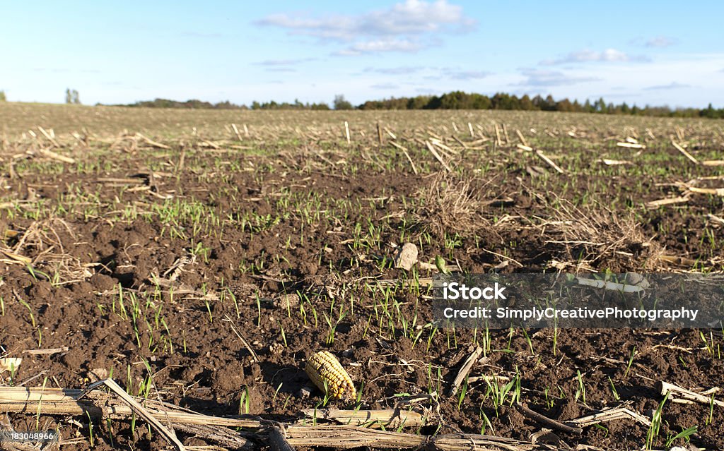 Inverno de trigo milho a Barba Rala - Foto de stock de Espiga de Milho royalty-free