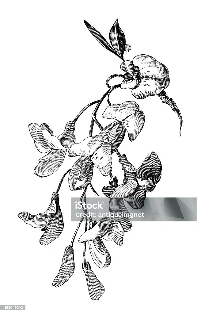 XIX wieku Grawerunek kwiatu - Zbiór ilustracji royalty-free (Antyczny)
