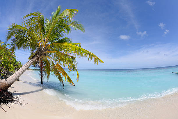 istock Palmtree and the indian ocean 183049305