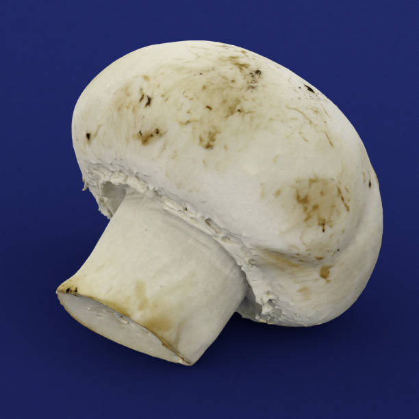 mushroom white organic food on transparent background